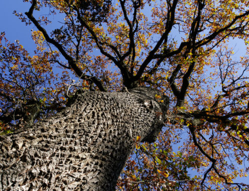 The Power of Imagery